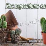 Как пересадить кактус