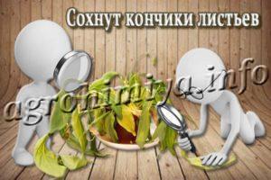 Почему сохнут кончики листьев у комнатных растений