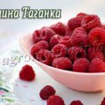Сорт малины Таганка