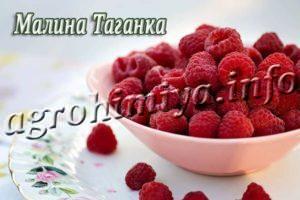 Сорт малины Таганка