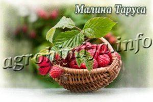 Сорт малины Таруса
