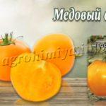 Сорт томатов Медовый спас