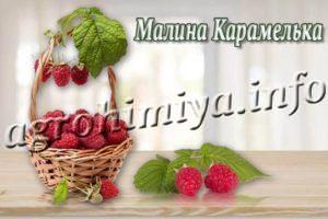 Сорт малины Карамелька