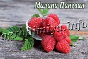Сорт малины Пингвин