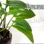 Цветок Дримиопсис