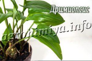 Цветок Дримиопсис