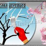 Побелка деревьев весной