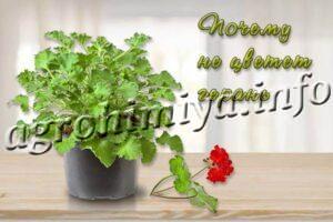 Почему не цветет герань