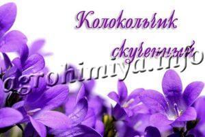 Цветок Колокольчик скученный