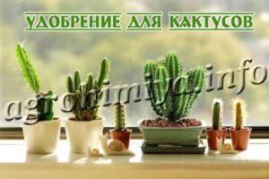 Удобрение для кактусов