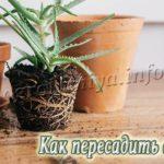Как пересадить алоэ