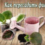 Как пересадить фиалку