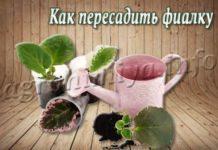 Как пересадить фиалку