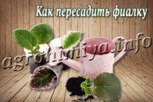 Как пересадить фиалку