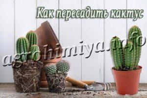 Как пересадить кактус