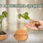 Как вырастить грецкий орех