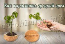 Как вырастить грецкий орех