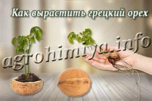 Как вырастить грецкий орех