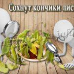 Почему сохнут кончики листьев у комнатных растений
