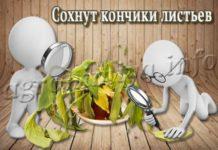 Почему сохнут кончики листьев у комнатных растений