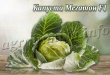 Сорт капусты Мегатон F1