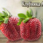 Сорт клубники Азия
