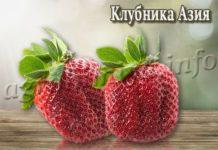 Сорт клубники Азия