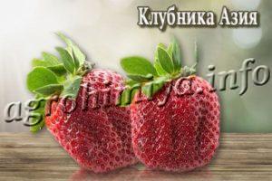 Сорт клубники Азия
