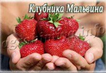 Сорт клубники Мальвина