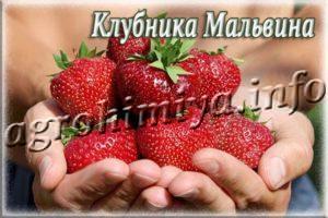 Сорт клубники Мальвина