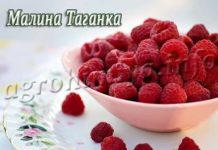 Сорт малины Таганка