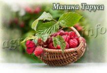 Сорт малины Таруса