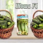 Сорт огурцов Шоша F1