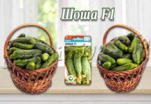 Сорт огурцов Шоша F1