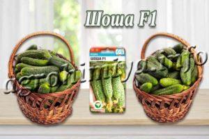 Сорт огурцов Шоша F1