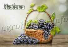 Сорт винограда Изабелла