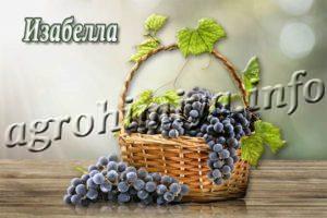 Сорт винограда Изабелла