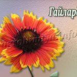 Цветок Гайлардия