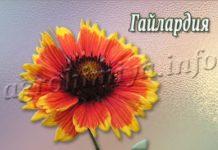 Цветок Гайлардия