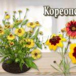 Цветок Кореопсис