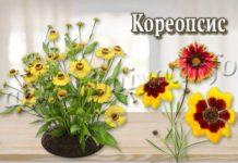 Цветок Кореопсис