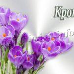 Цветок Крокус