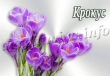 Цветок Крокус