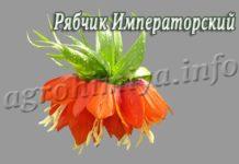 Цветок Рябчик Императорский