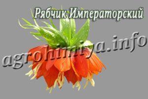 Цветок Рябчик Императорский