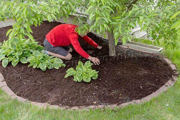 Торф можно вносить в качестве мульчи под растения