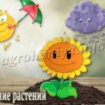 Питание растений