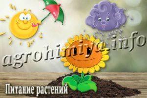 Питание растений