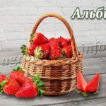 Сорт клубники Альбион