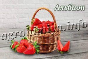 Сорт клубники Альбион